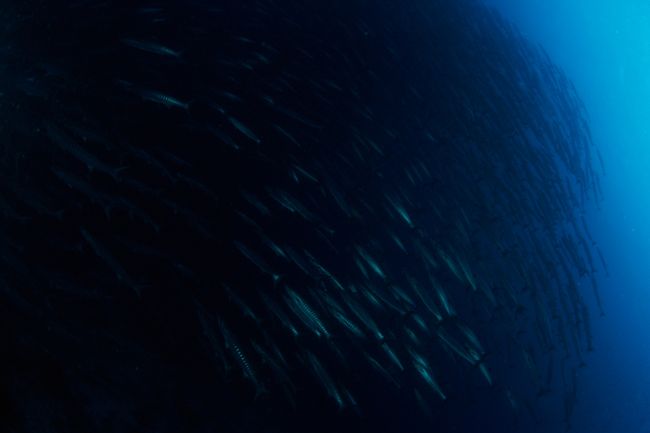 0101　二本目<br />バリカサグ<br /><br />1/1の一本目はリゾート前のビーチでダイブでした。<br /><br /><br />ニ本目はバリカサグにやってきました。<br />そこにはいつものバラクーダの群れがいます。白子のバラクーダがやっぱりいました。<br /><br /><br />