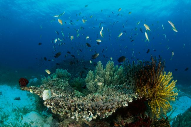 0101　ニ本目<br />バリカサグ<br /><br />珊瑚はきれいだなー。