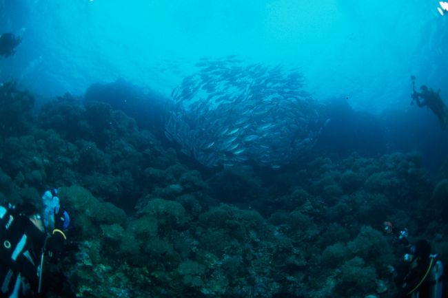 0101　三本目<br />バリカサグ<br /><br />最後のダイブはまたバリカサグにやってきました。<br />小さな群れのギンガメガ巻っていました。<br /><br /><br />翌日、また窮屈な車に押し込められましたが、帰りは4人のみなのでちゃんと座席に座れましたが、雨が激しくてびしょびしょになりながら空港に到着です。ここからマニラに移動してまた一泊です。その日は泊まっているホテル周辺で買い物をしましたが、やっぱり治安が悪い。両替していなかったので現金があまりなく、カードが使える大きなホテルで食事しました。一応JCBが使えるか聞いて、日本レストランで久々の日本食です。仲居さんは現地の方ですが、板前さんは日本人です。まともな日本食でした。