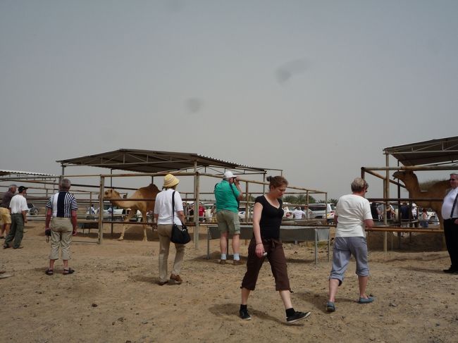 途中ラクダ農場見学。さっきのビューポイントも微妙だし、ラクダ農場も微妙。<br /><br />そっかぁ〜シナイ山で死ぬほどラクダに乗ったから、ラクダ珍しくないだけか・・・我々は・・・<br /><br />土産物屋一つもない・・・ラクダグッズ売れそうなのに・・