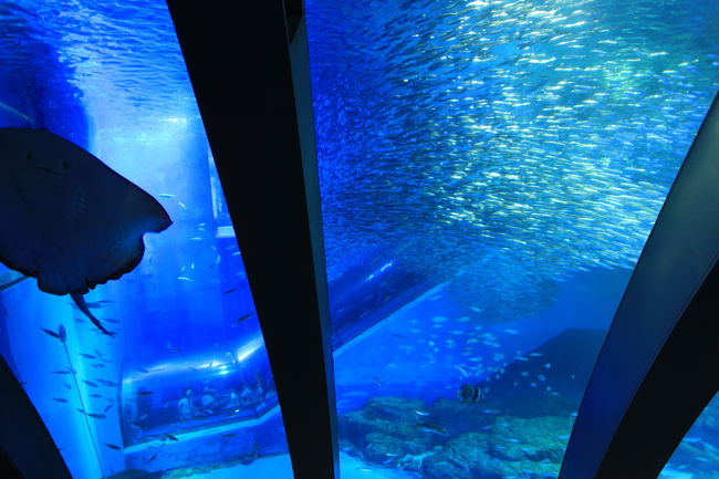 ３ 八景島シーパラダイス 午前 水族館編 八景島 神奈川県 の旅行記 ブログ By ３８うさぎさん フォートラベル