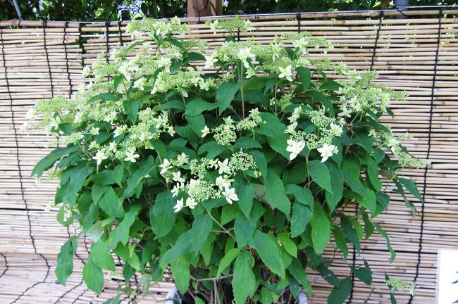 2011梅雨、なばなの里の紫陽花(9/11)：ハワイアン・ブルー