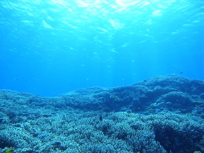 さてさて西表の海です。<br /><br />到着翌日から4日間、せっせこ潜りました。<br />トータル11ダイブ。<br />