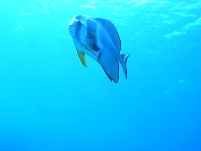 オガンという大物名物ポイントに行きたくって、西表に来てみたのですが、<br />またまた下調べ甘かった・・・<br /><br />オガンは西表の南の方にポツンとある無人島なのですが、梅雨明けの時期は強烈な南風で波が高くそのポイントまで遠征できないとのこと（涙）<br /><br />島周辺の西側と北側のポイントでのんび〜りダイビングの日々でございました。<br />風がやむのを期待して毎朝目覚めるわけですけど、4日間ともぴゅーぴゅー強風で・・・朝からがっくし。