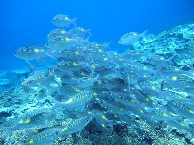 まあでも、まだまだピヨピヨひよっこダイバーですから、行くとこ行くとこでこれまでと違った経験をし、また新たな出会い、発見ありで。<br />ぴよぴよからちょっとずつレベルアップです。<br /><br />なにせ、沖縄で潜るの石垣で3本潜ったことがあるだけで、まだ今回で4本目からでしたからね（笑）