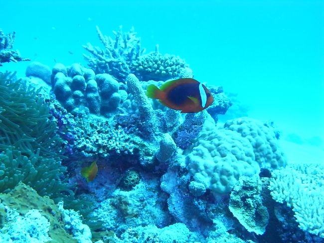 日本のクマノミ勢揃いです。<br />１ハマ<br /><br />このハマクマノミ、サンゴの小枝をお口に近づけると、パクッと器用にくわえてくれる芸達者ちゃん。<br />んー、その場面を写真に収められず残念だったけど。