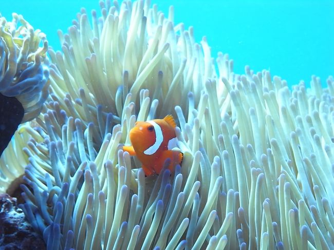 ３カクレ<br /><br />（確かこれカクレだったはず・・・）