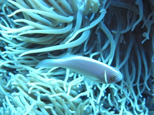 ハナビラクマノミに