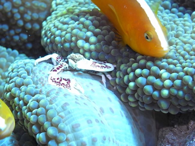 セジロクマノミ<br /><br />常日頃から目つき悪いと思ってたけど、横にいるカニちゃんを睨みつけております。<br />この直後、やっぱりカニちゃんを襲撃してました。凶暴！