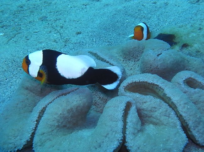 トウアカクマノミ<br /><br />タマゴも〜♪