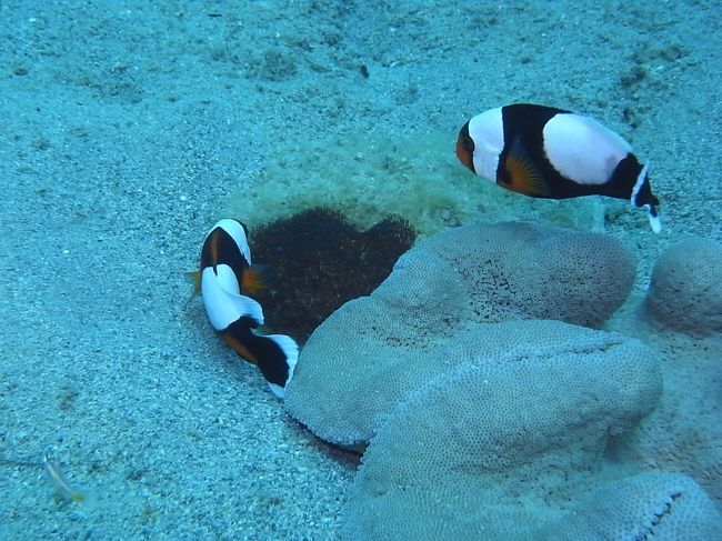 実はダイバー人生で初めてトウアカクマノミにお会いしたのです。<br />しかも、一生懸命たまごお世話してるところ見れてラッキー↑↑↑