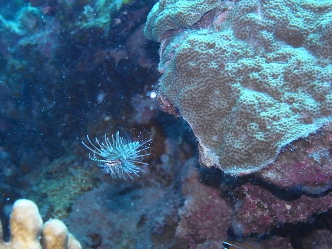 その他ベイビーも続々。<br /><br />こちらは体長２ｃｍほどのカサゴ。<br />ちっちゃいってだけですごいかわいい。<br />ミニチュアです。