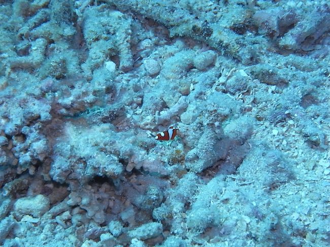 ツユベラさんの赤ちゃん。