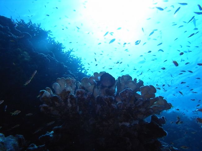 いやー、しかし海が青い。