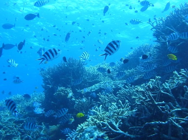 サンゴに群れる色とりどりのお魚たち。<br />お魚たちの楽園って感じ？