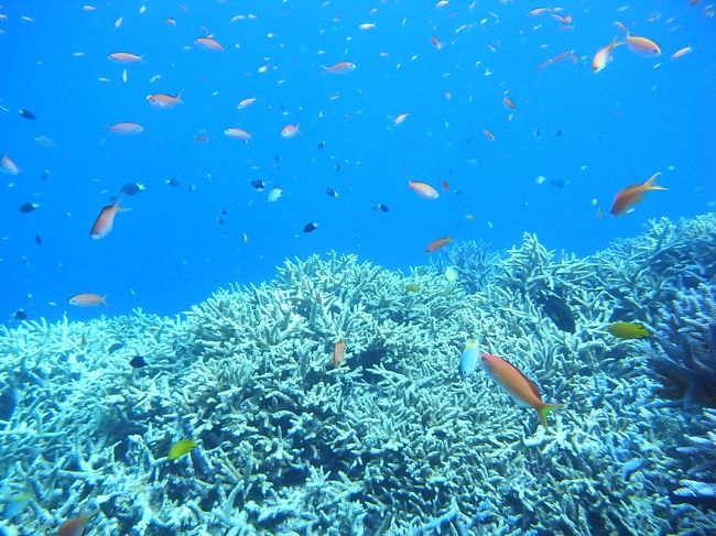 こんだけサンゴが元気な海は初めてかもしれなーい！