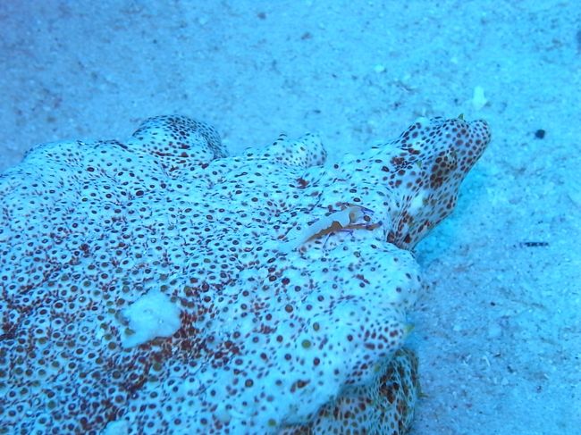 海でガイドさんが紹介してくれるのは、小物オンパレードです。<br />私、全然無知でして・・・<br /><br />なんかエビさん