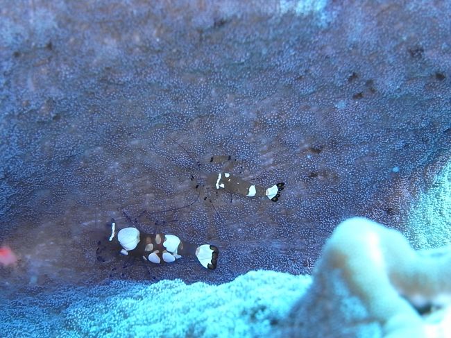 これは何回も紹介されてるうちに覚えました。<br />イソギンチャクエビね。