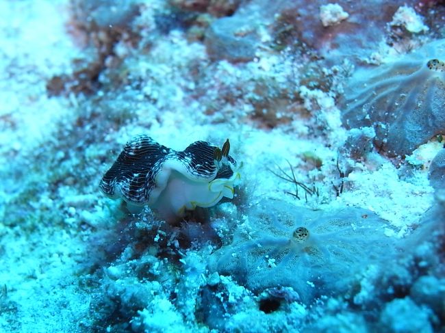 こっから、ウミウシ類です。<br />こんなにウミウシいっぱい見るダイビング初めて。<br /><br />たくさん紹介してもらったけど、覚えきれません。<br />