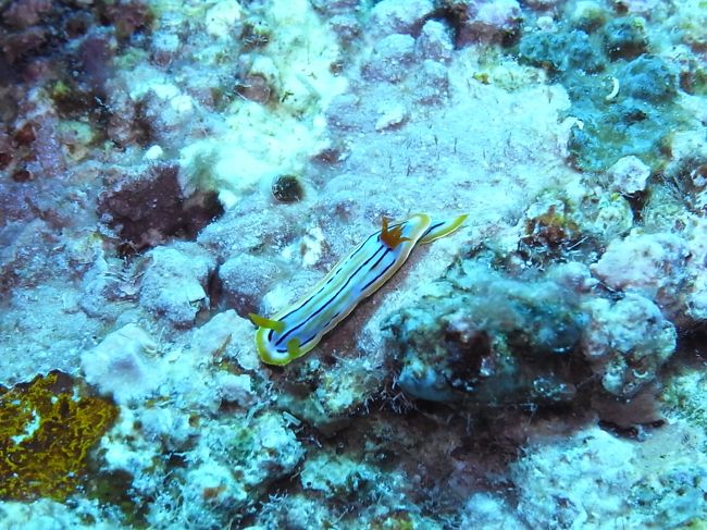 よくいる配色のヤツですね。