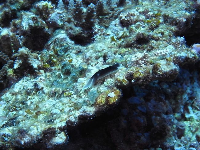 これはツバメガイ？