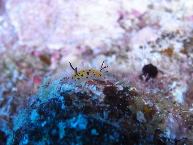 テンテンウミウシ