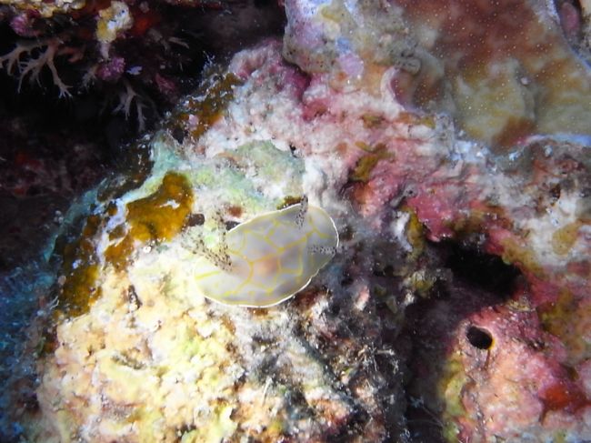 キスジカンテンウミウシ