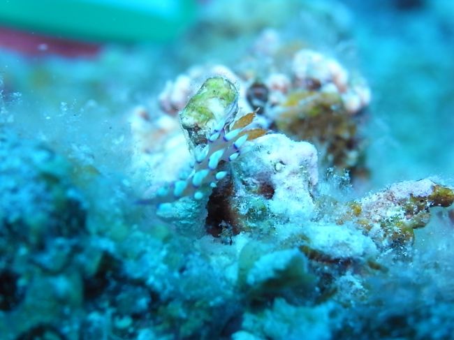 アデヤカミノウミウシ