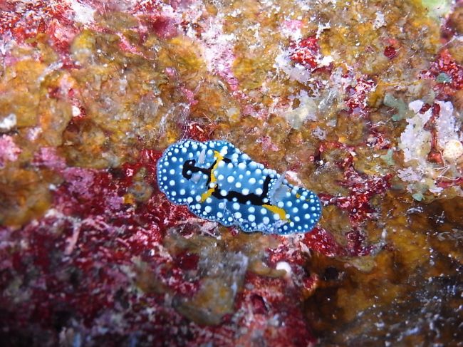 シモフリカメサンウミウシ