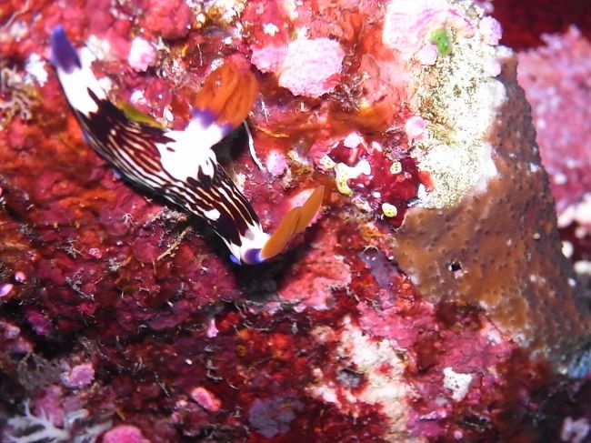 クロスジリュウグウウミウシ