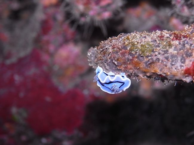 ミゾレウミウシ