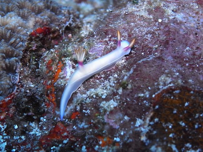 ゾウゲイロウミウシ<br /><br />今後、勉強していきまーす。