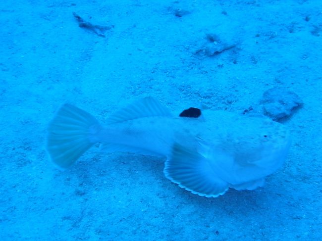 こいつ何者でしょ？<br /><br />フィンで突っついて遊んでみましたが、私の攻撃から逃げて一生懸命砂の中に隠れようとしてました。<br /><br />しつこくしてごめんね。でも変てこな顔しててかわいかったから、ついいじめちゃった。