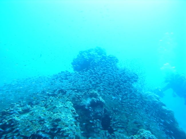 それより私の興味をひいたのは、このキンメモドキとかがぐっちゃりした根の周りの砂場で、<br /><br />