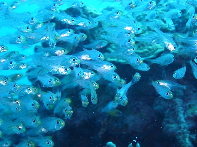 （スカテン、キラキラです。）