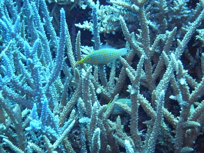 テングカワハギさん