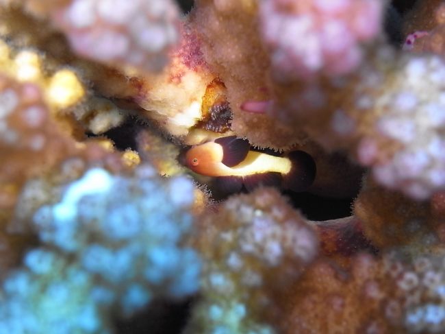 パンダダルマハゼ