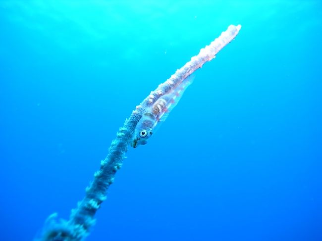 ガラスハゼ<br /><br />これ、うまく撮れたでしょ！