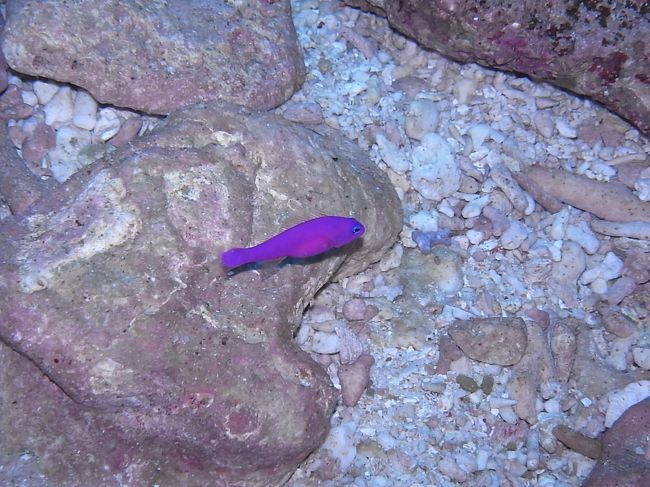 クレナイニセスズメ