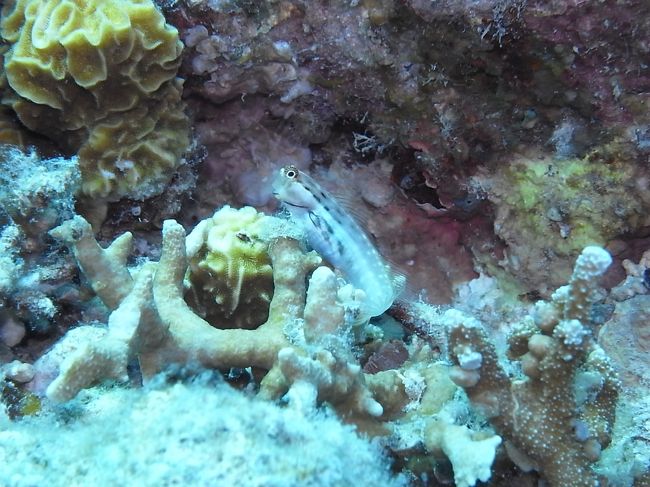 イシガキカエルウオ