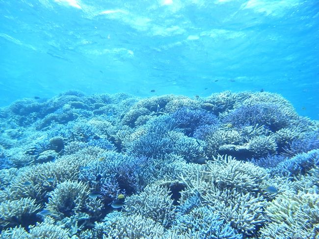 まぁ、そんなこんなの西表ダイビング。<br /><br />すこーんと抜けた透明度とバツグンのサンゴ礁に癒される毎日でした。<br />ね？癒され景観でしょ。