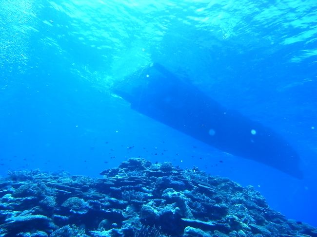 清々しいブルーウォーターを堪能いたしやした。