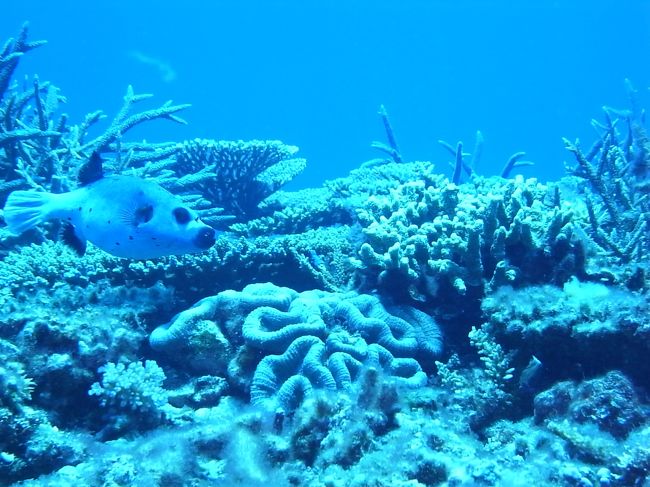 そう、あとオガンともう一つ、西表にまた来たいと思わせるポイントが。