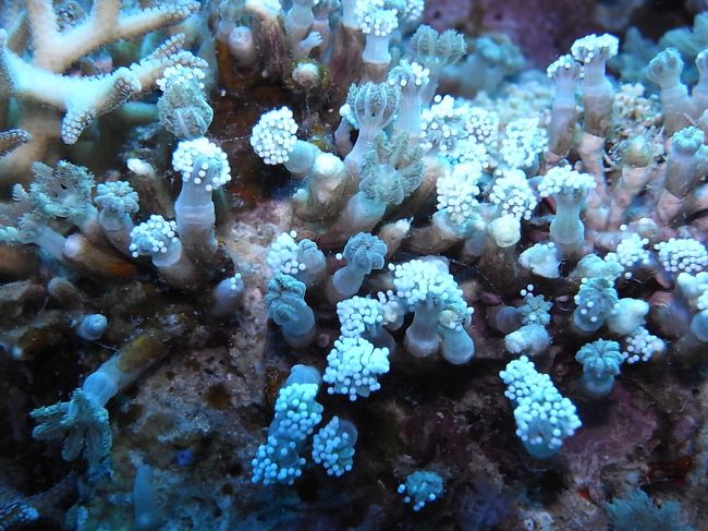 ここは色んなサンゴの産卵が見れるんですって。<br />あーでも、今回、あと１週間後だったら、ナイトダイブであの幻想的な風景が見れたらしい。。。<br /><br />これまた次への課題だわ。