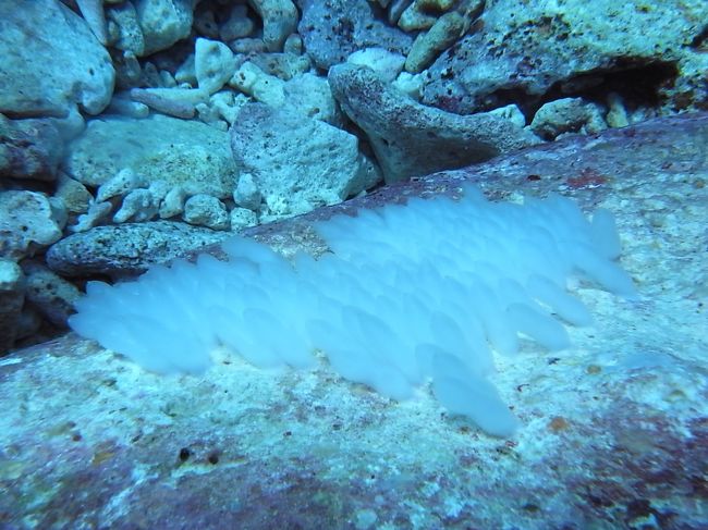 最後にアオリイカのたまご