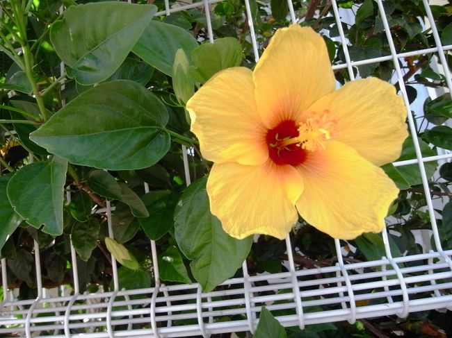 ダイビング以外はほぼ何もしなかったのですが、