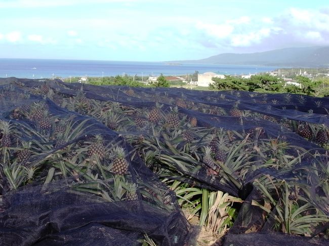 毎日お昼弁当の時にスタッフが切ってくれるパイナップル、甘くておいしかったぁ♪