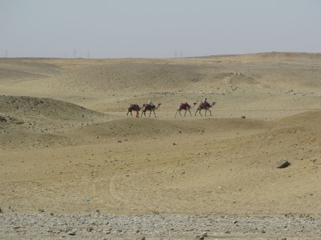 ピラミッドの周りにはラクダ。<br />ラクダに乗ったことが無いと言うと…