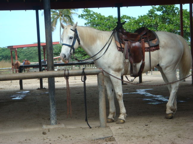 白馬〜！！！<br />多分乗ったのは違う馬だったかな