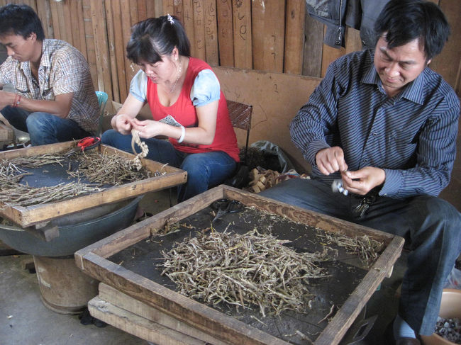隣の小屋では黄草という漢方薬を乾燥させている。<br /><br />思わぬところで工場見学ツアーが出来た。